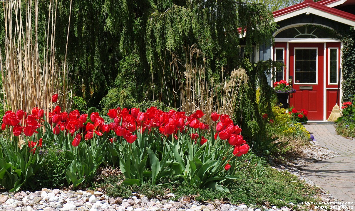 34479RoCrLeShRe - Photgraphing the neighbours' tulips
